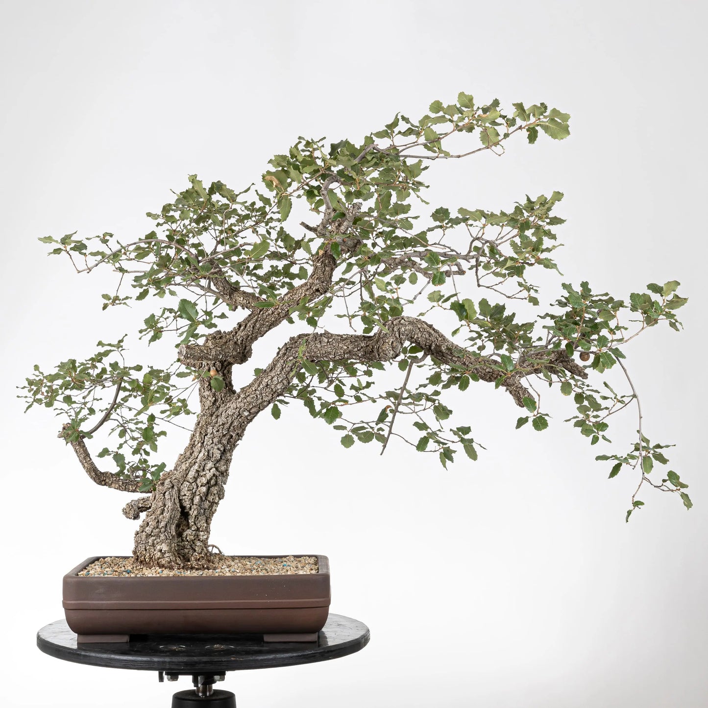 Frente de bonsái yamadori de roble con ramas y corteza