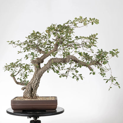 Frente de bonsái yamadori de roble con ramas y corteza