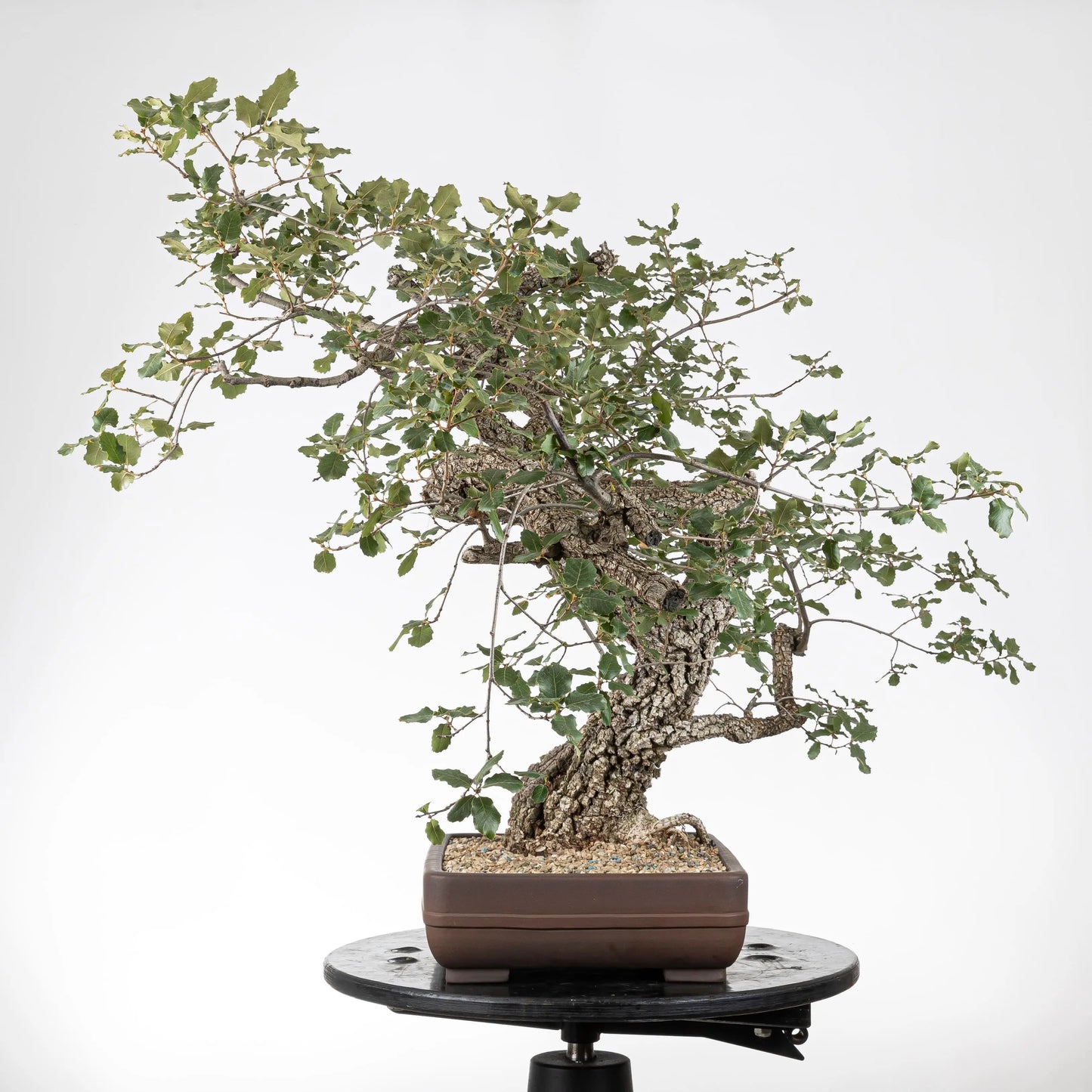 Cara derecha de bonsai yamadori de roble con muchas ramas