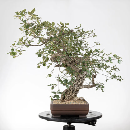 Cara derecha de bonsai yamadori de roble con muchas ramas