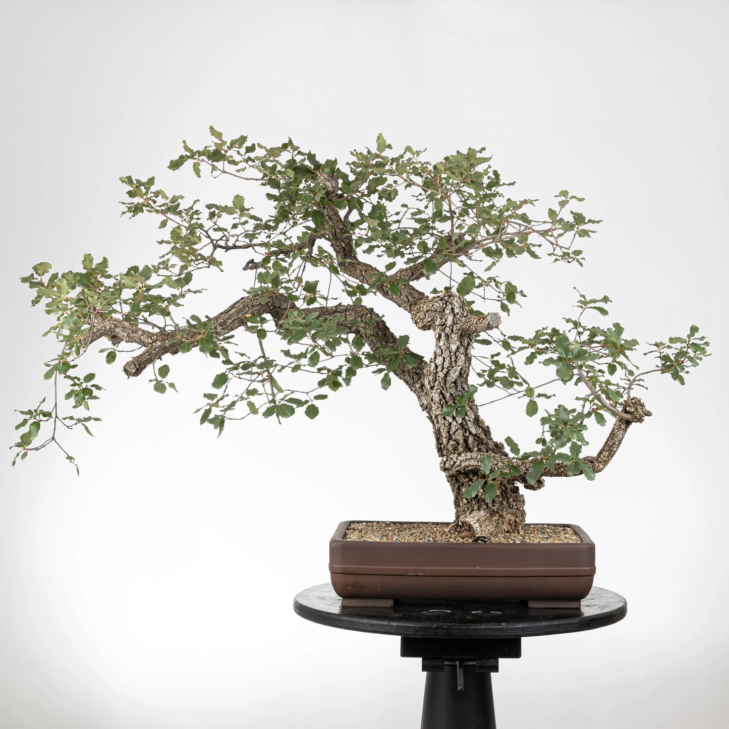 Cara trasera de bonsai yamadori de faginea con corteza y maceta rectangular con raya en medio