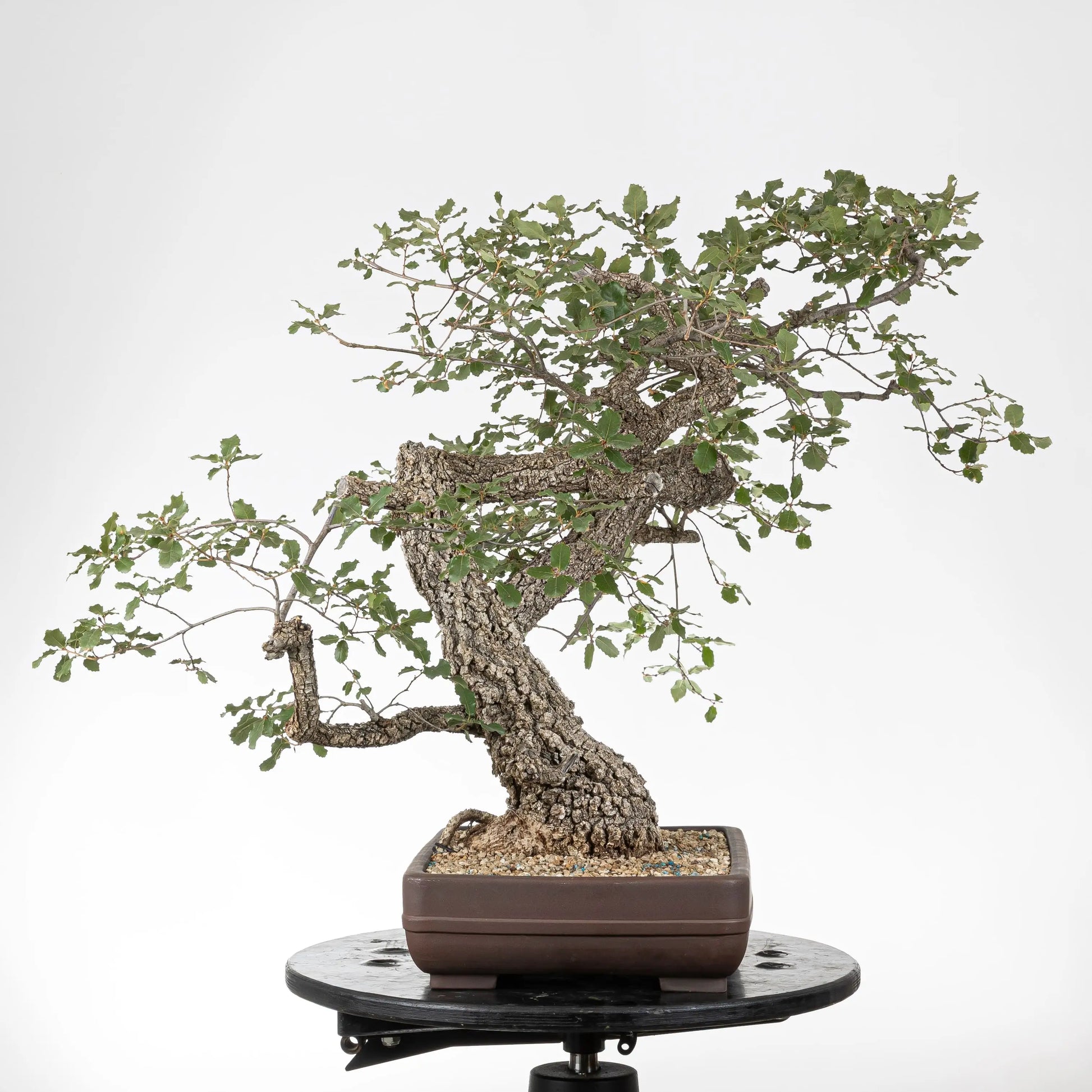 Cara izquierda de bonsai yamadori de quejigo con muchas ramas y corteza