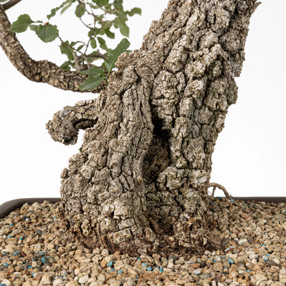 Detalle de base de tronco de bonsái de quejigo donde se obserba un shari con hueco, mucha corteza rugosa y es sustrato de pomice akadama con bolitas de nitrofosca