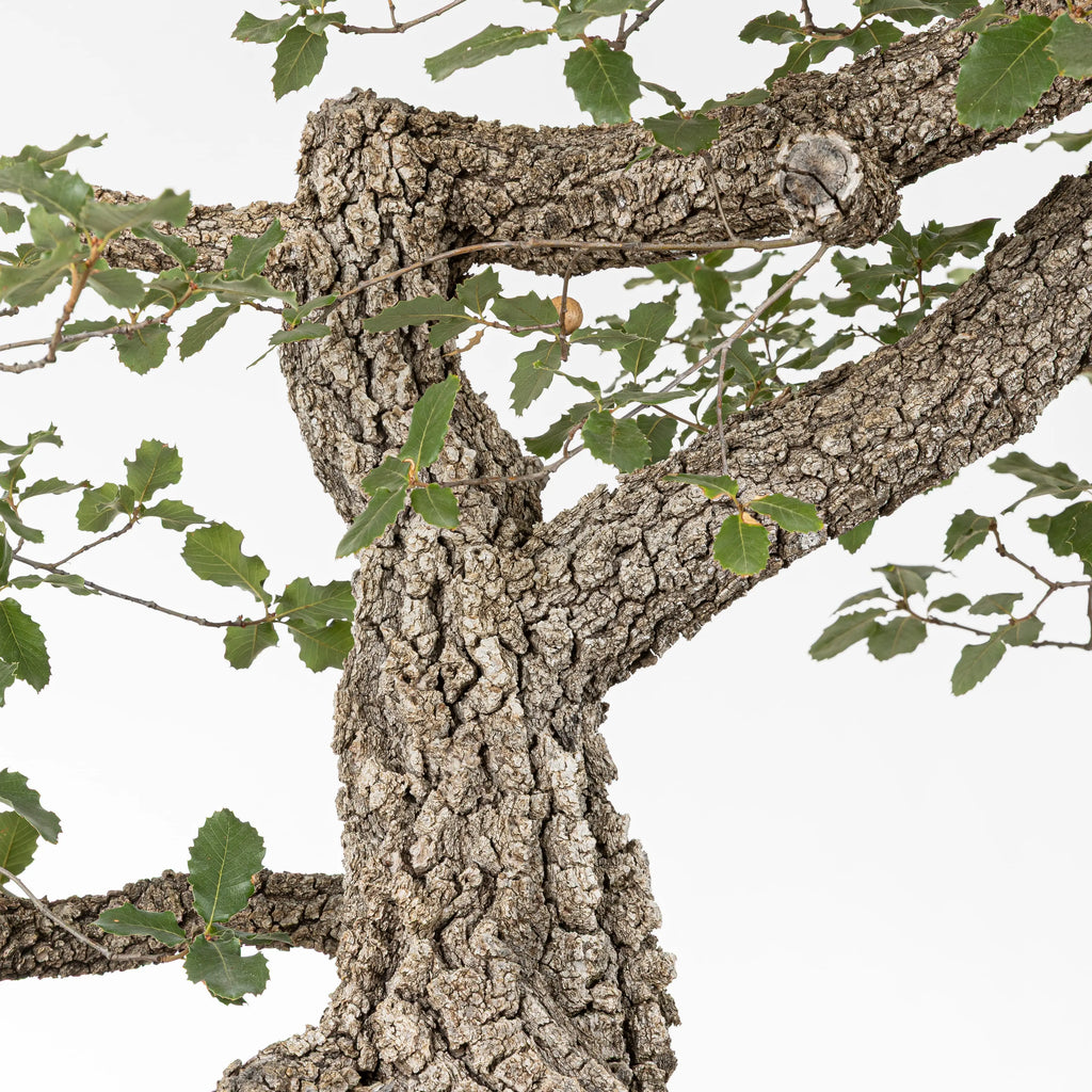 Detalle de corteza y ramas de bonsái de roble o quejigo