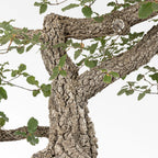 Detalle de corteza y ramas de bonsái de roble o quejigo