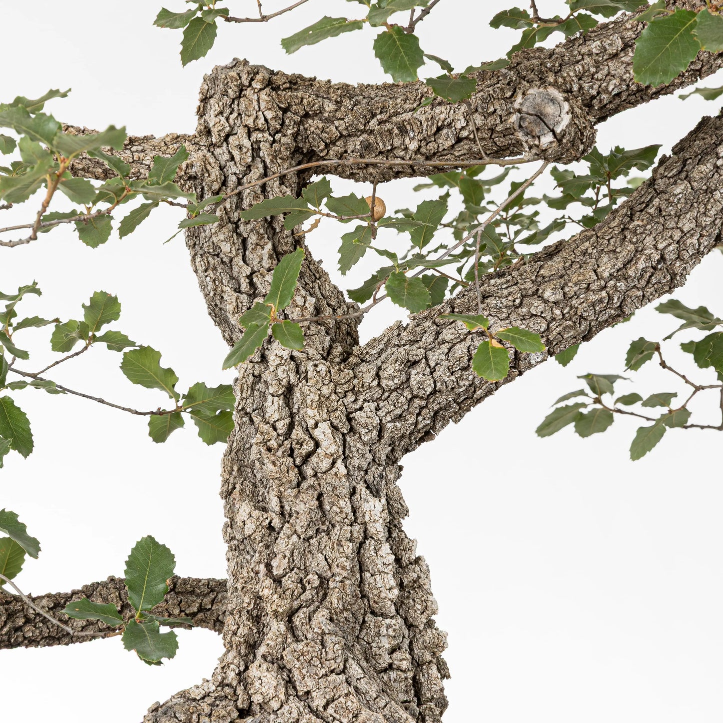 Detalle de corteza y ramas de bonsái de roble o quejigo