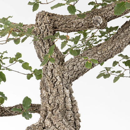 Detalle de corteza y ramas de bonsái de roble o quejigo