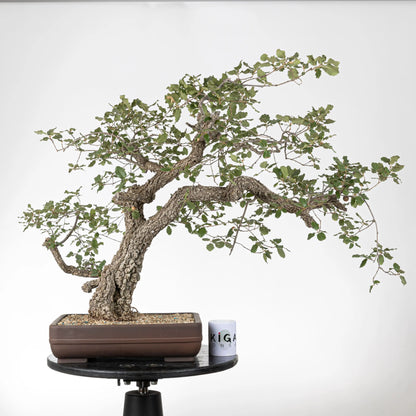 Comparativa de tamaño de bonsái de roble o quejigo con una taza de café de la tienda ikigai bonsái.