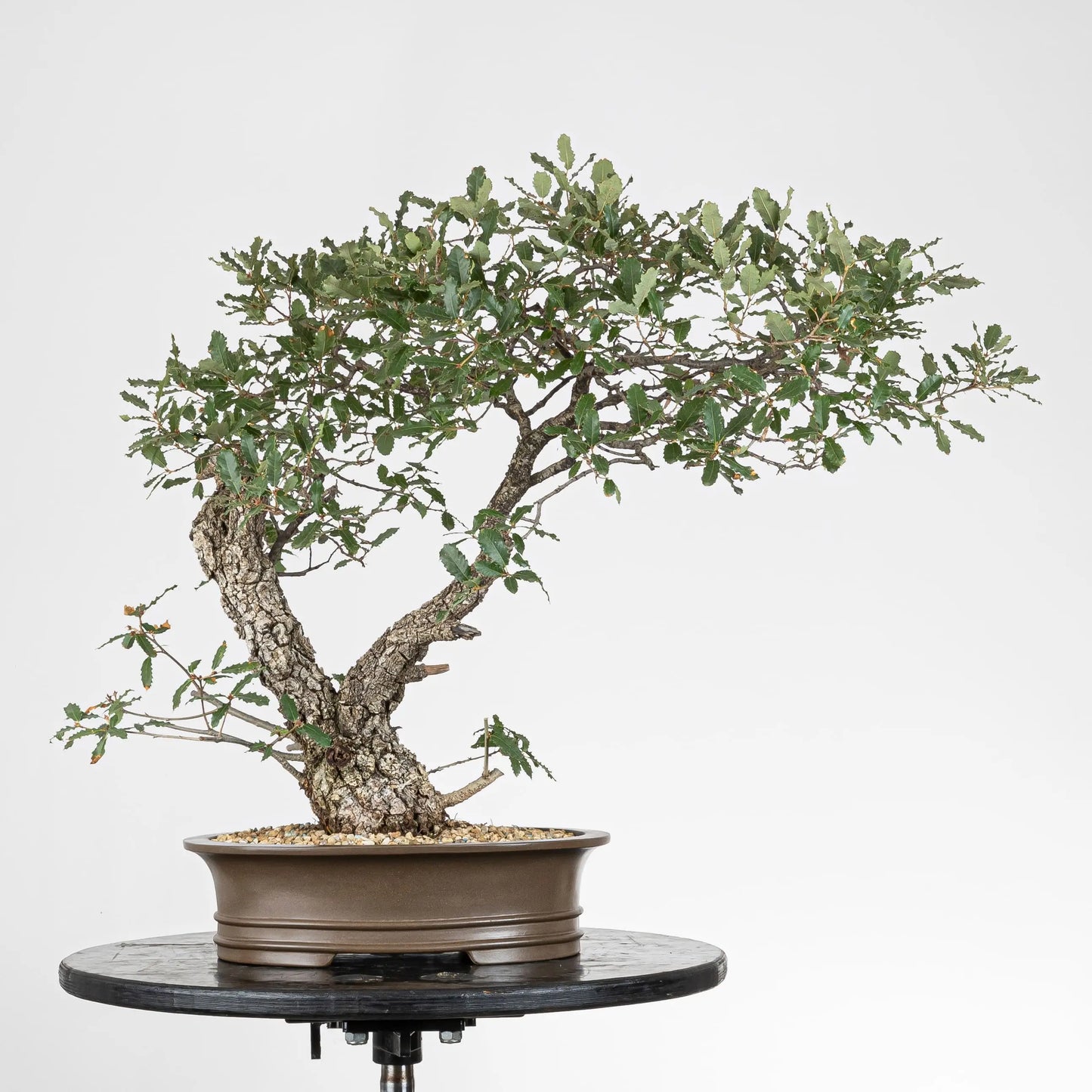 Frente de bonsai de quercus faginea de origen yamadori.