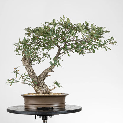 Frente de bonsai de quercus faginea de origen yamadori.