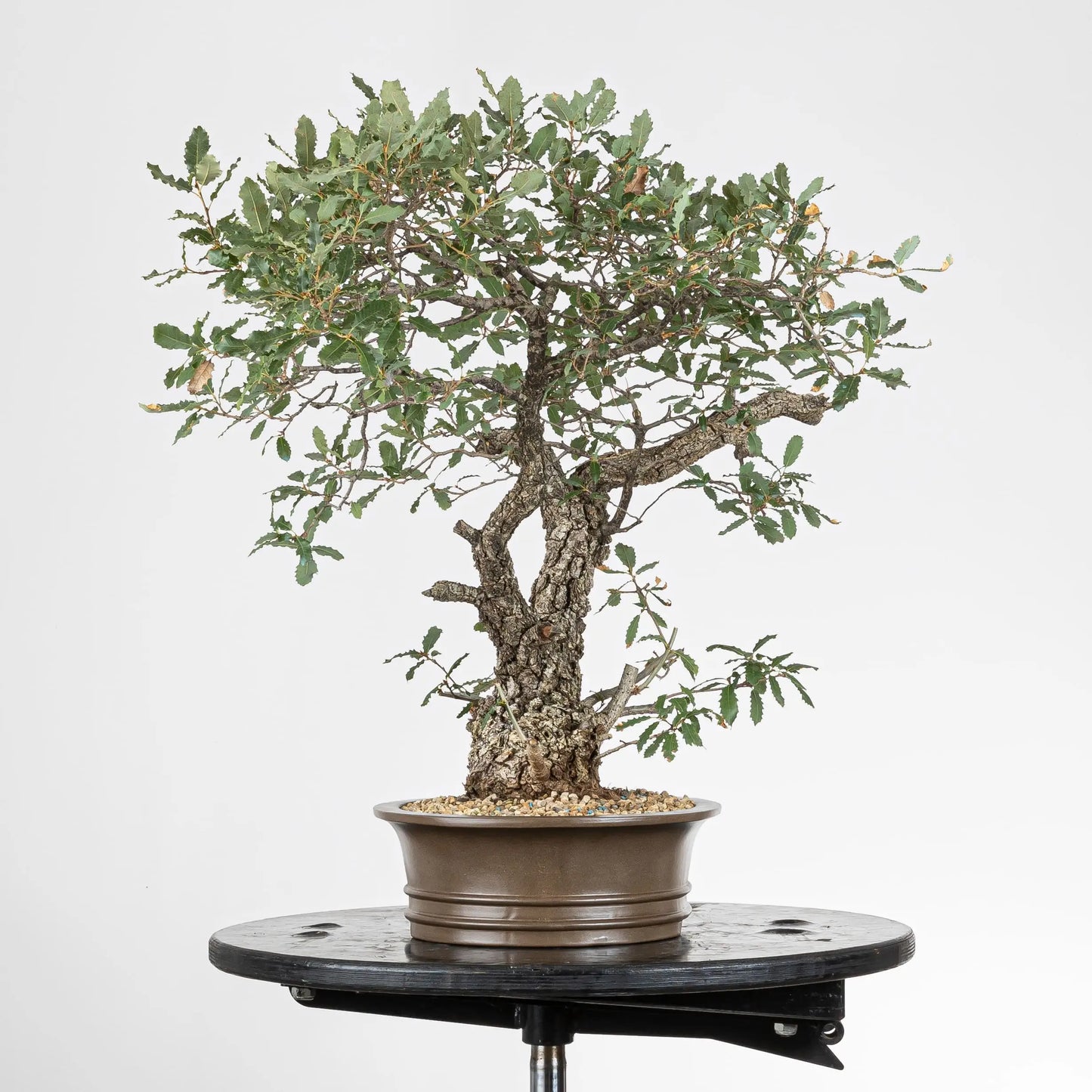 Lado izquierdo de bonsai de quersus faginea.