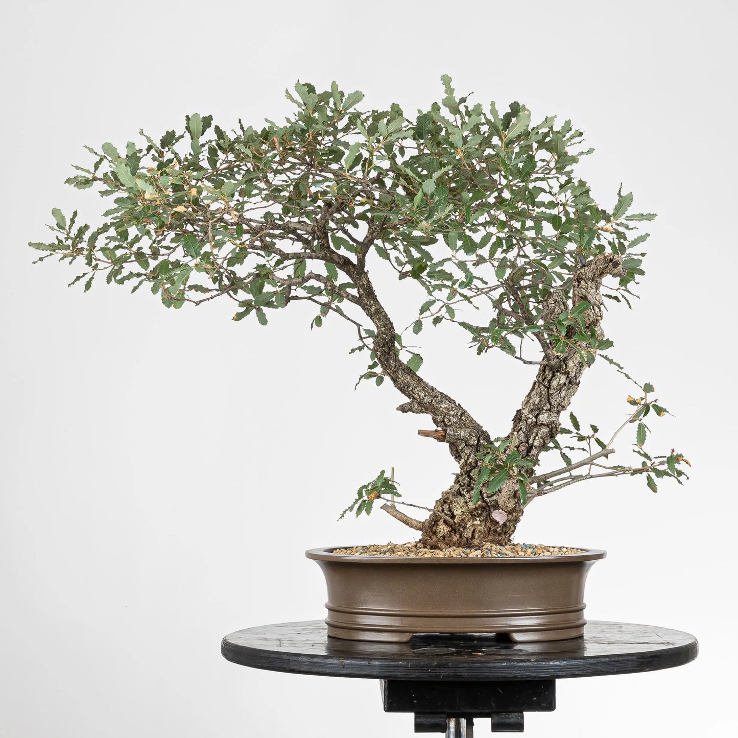 Cara trasera de bonsai de quercus faginea, se observa que está plantado en una maceta de bonsai obalada yixing de origen chino.