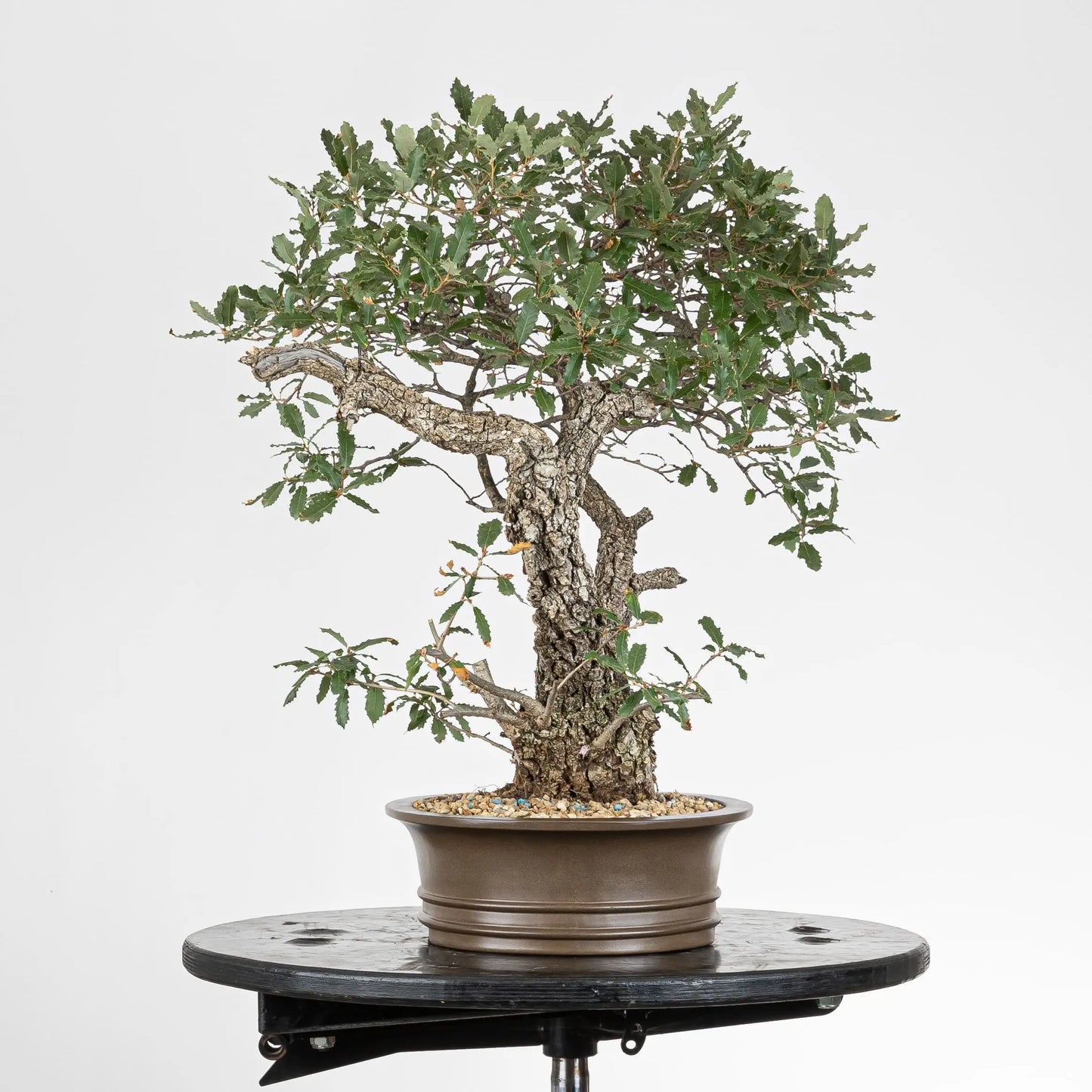 lado derecho de bonsai de uercus faginea