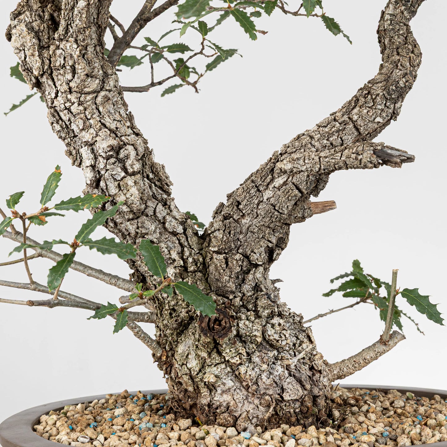 Detalle del tronco con corteza muy rugosa y hojas sanas.