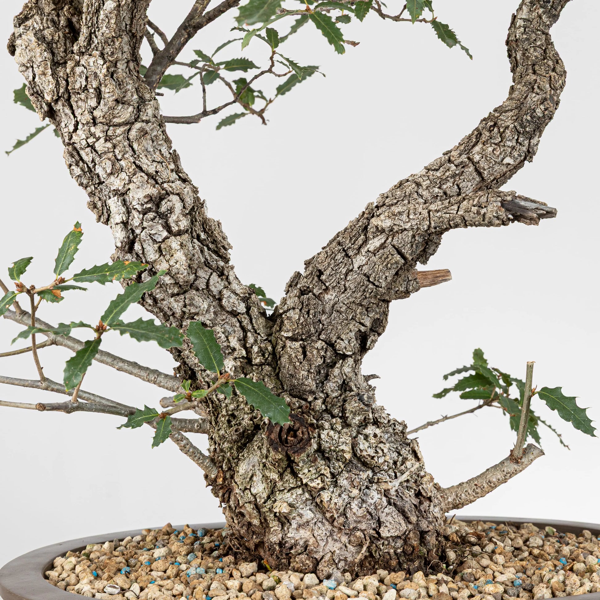 Detalle del tronco con corteza muy rugosa y hojas sanas.