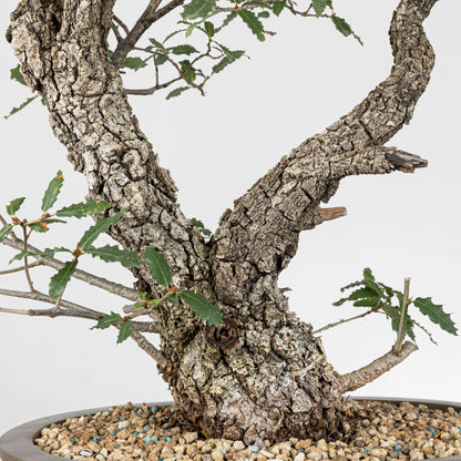 Detalle del tronco con corteza muy rugosa y hojas sanas.