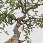 Detalle de ramificación y hojas sanas de quercus faginea.