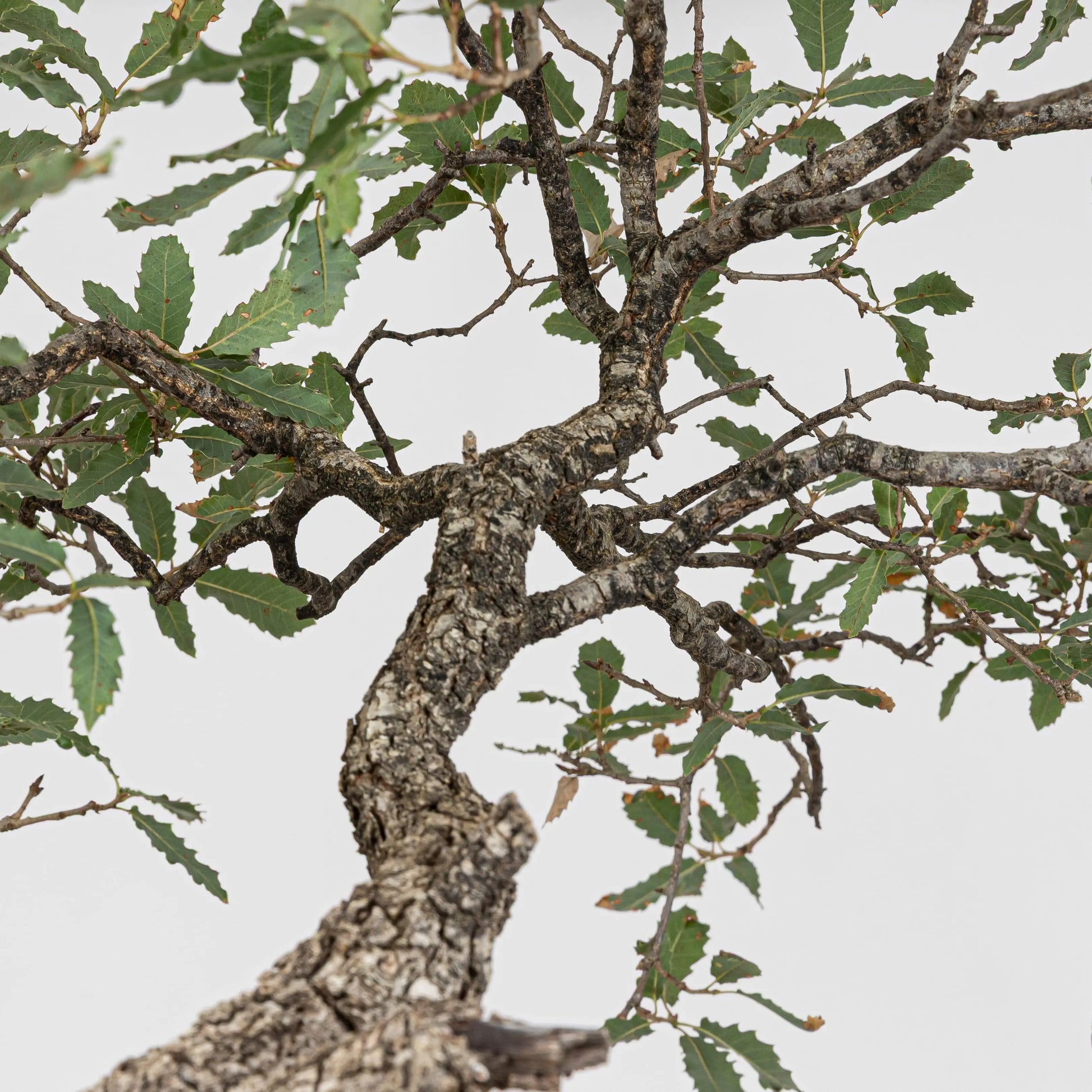 Detalle de ramificación y hojas sanas de quercus faginea.