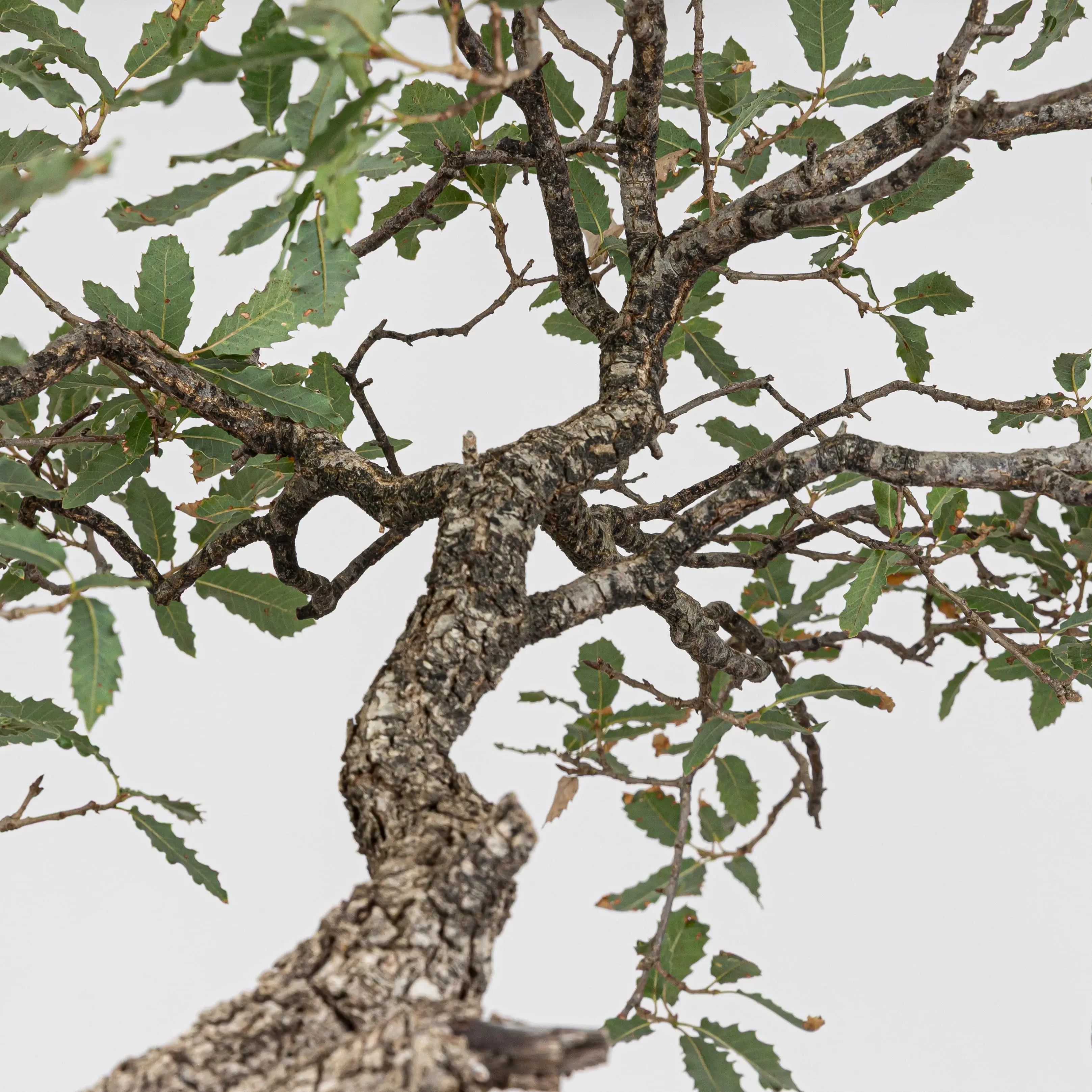 Detalle de ramificación y hojas sanas de quercus faginea.