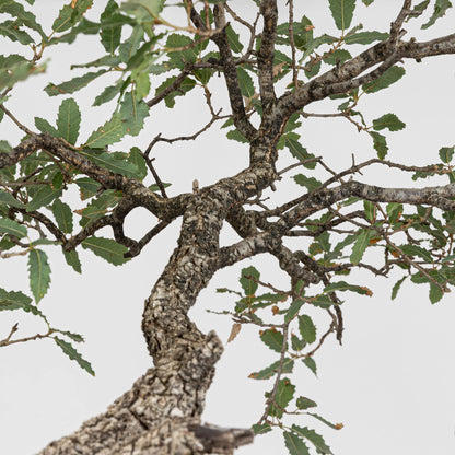 Detalle de ramificación y hojas sanas de quercus faginea.