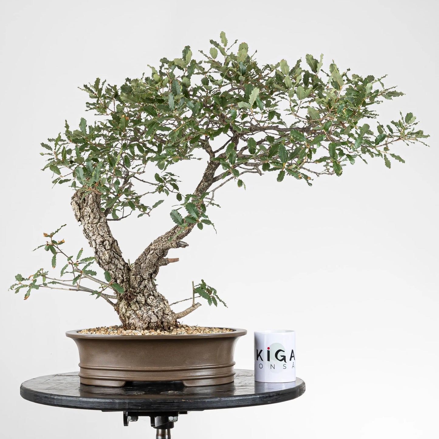 Frente de bonsai de quercus faginea donde se observa una comparativa de tamaño con una taza de café de la tienda ikigai bonsái.