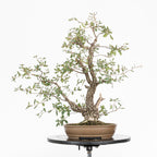 Bonsai "Kodama" - Quercia farnia (Quercus faginea)