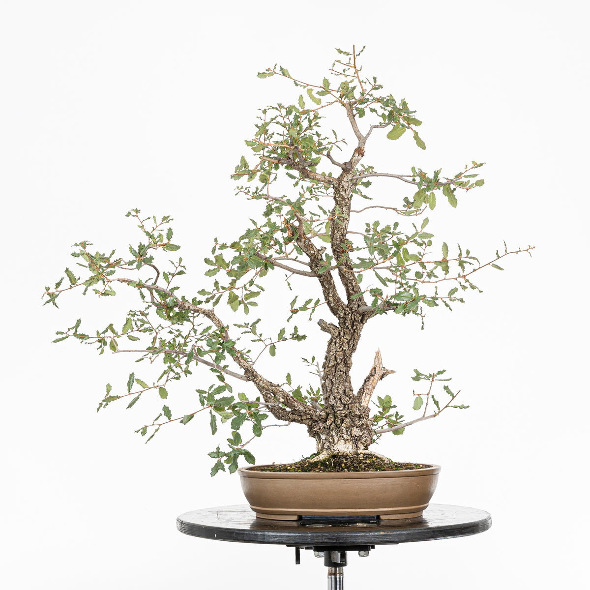 Bonsai "Kodama" - Quercia farnia (Quercus faginea)