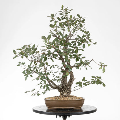 Frente de bosque de bonsái yamadori de roble o quejigo con 2 troncos