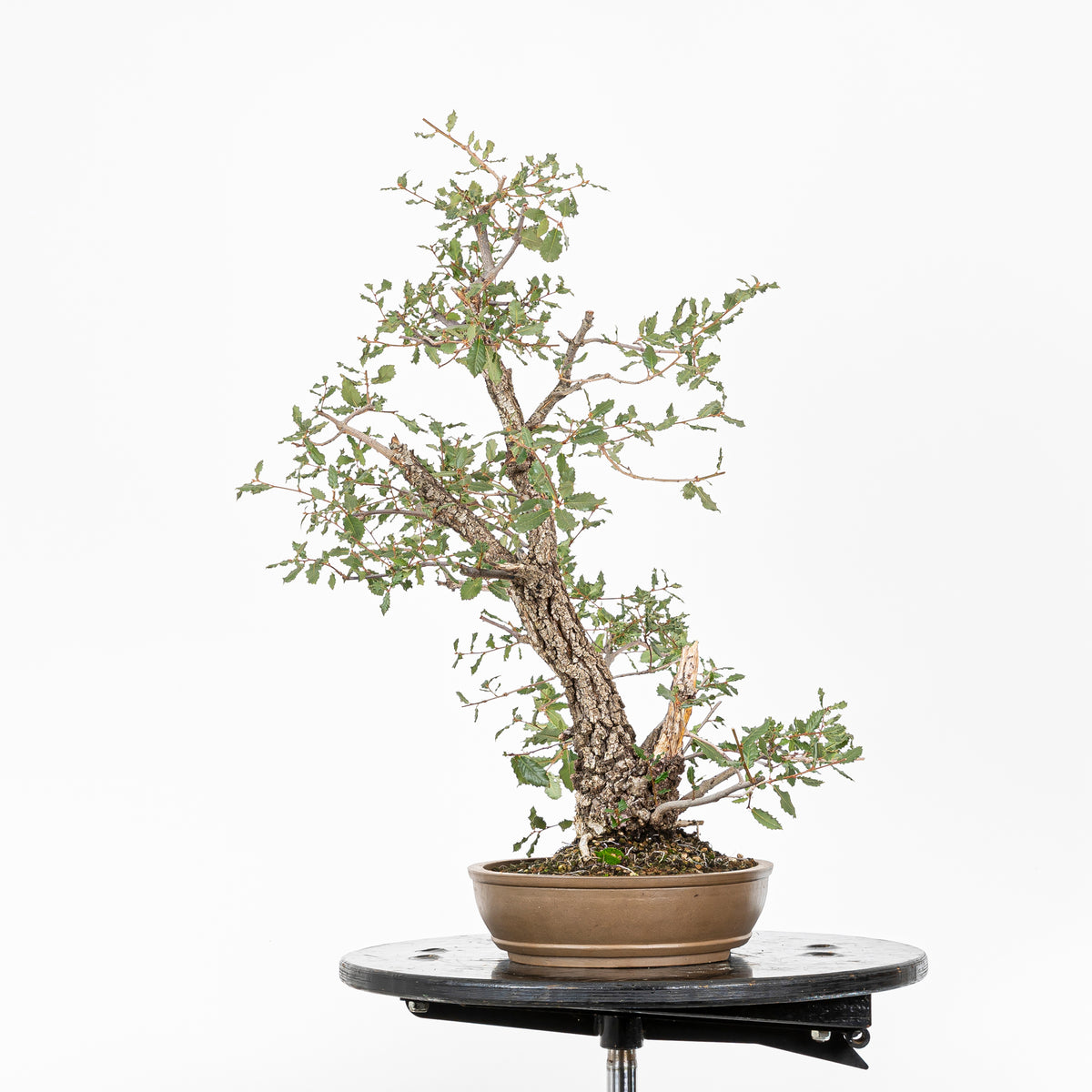 Bonsai "Kodama" - Quercia farnia (Quercus faginea)