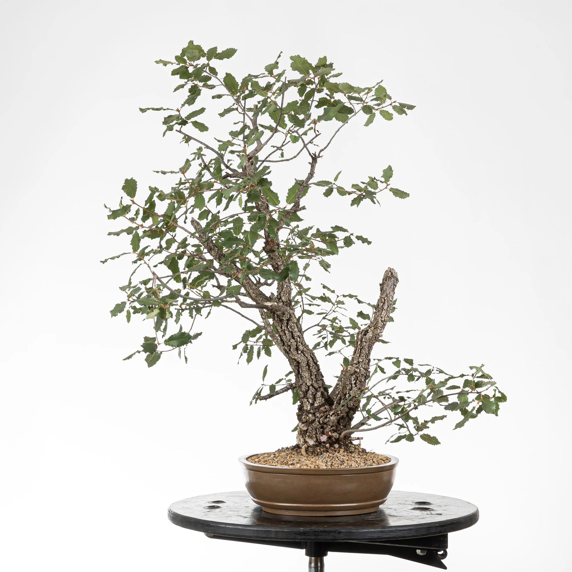 Cara izquierda de bonsái de roble