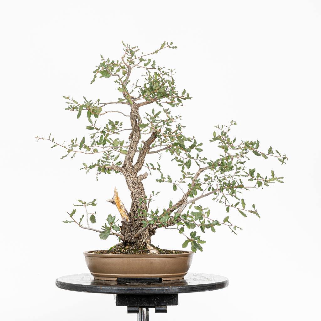 Bonsai "Kodama" - Quercia farnia (Quercus faginea)