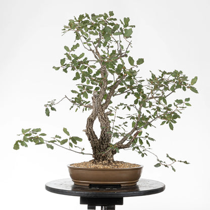 Cara trasera de bonsai de roble con varios troncos y corteza