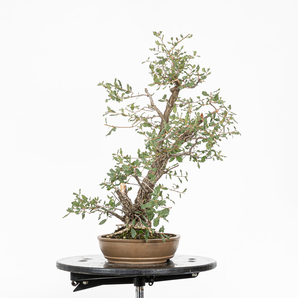 Bonsai "Kodama" - Quercia farnia (Quercus faginea)