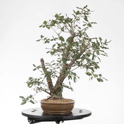 Cara izquierda de bonsai de quejigo