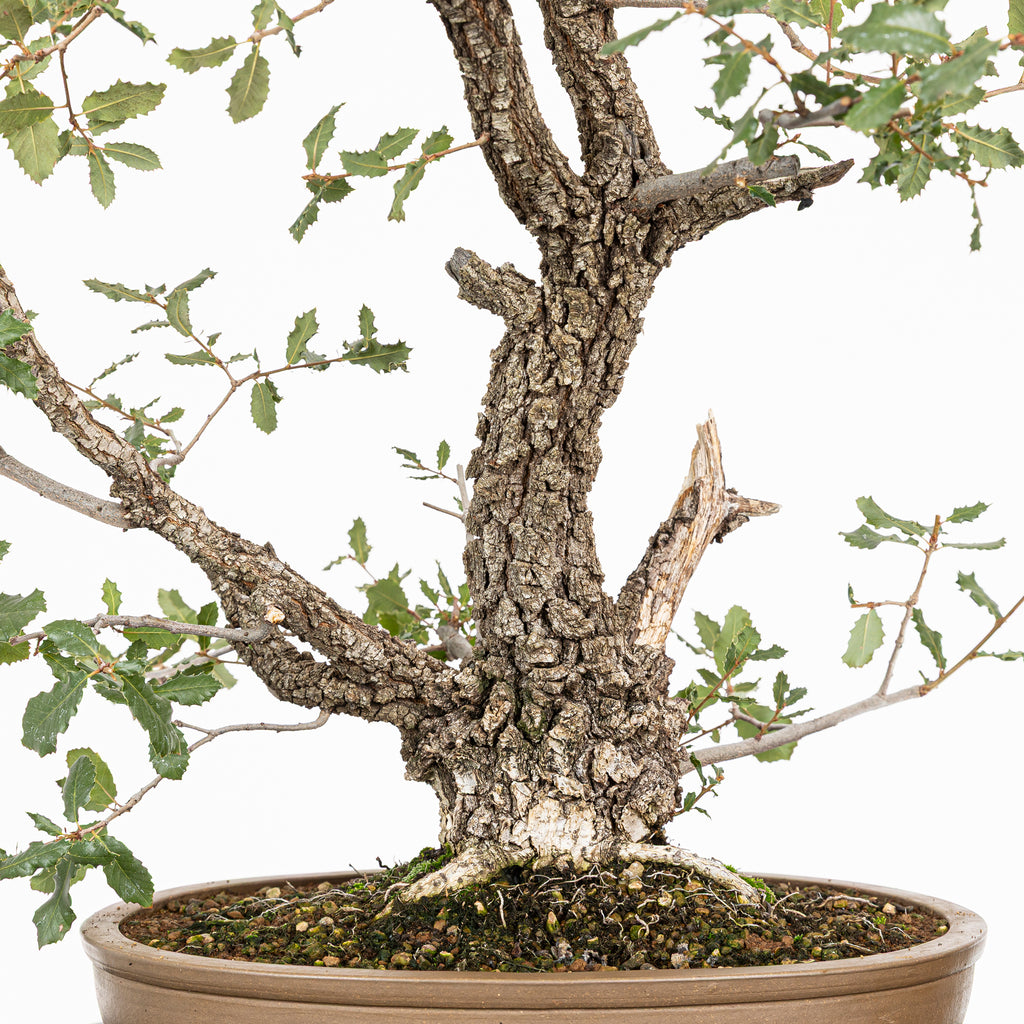 Bonsai "Kodama" - Quercia farnia (Quercus faginea)
