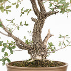 Bonsai "Kodama" - Quercia farnia (Quercus faginea)