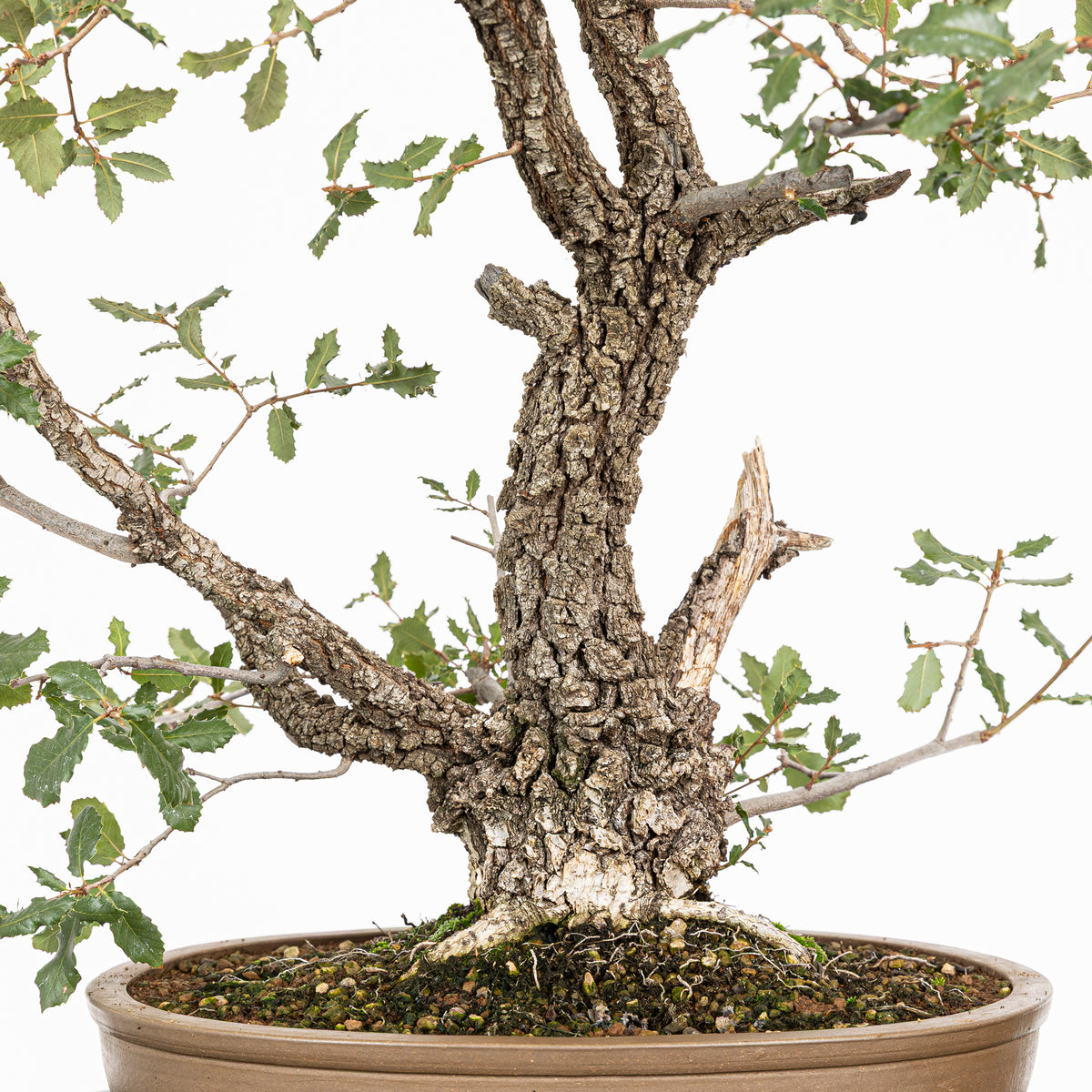 Bonsai "Kodama" - Quercia farnia (Quercus faginea)