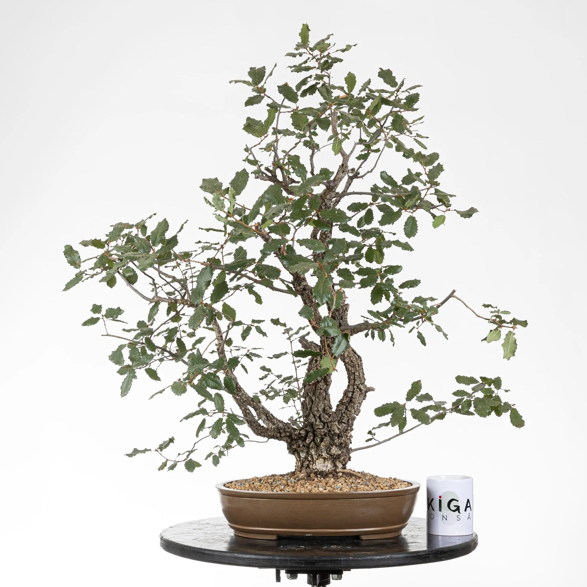 Comparativa de tamaño de bosque de roble con taza de ikigai bonsai