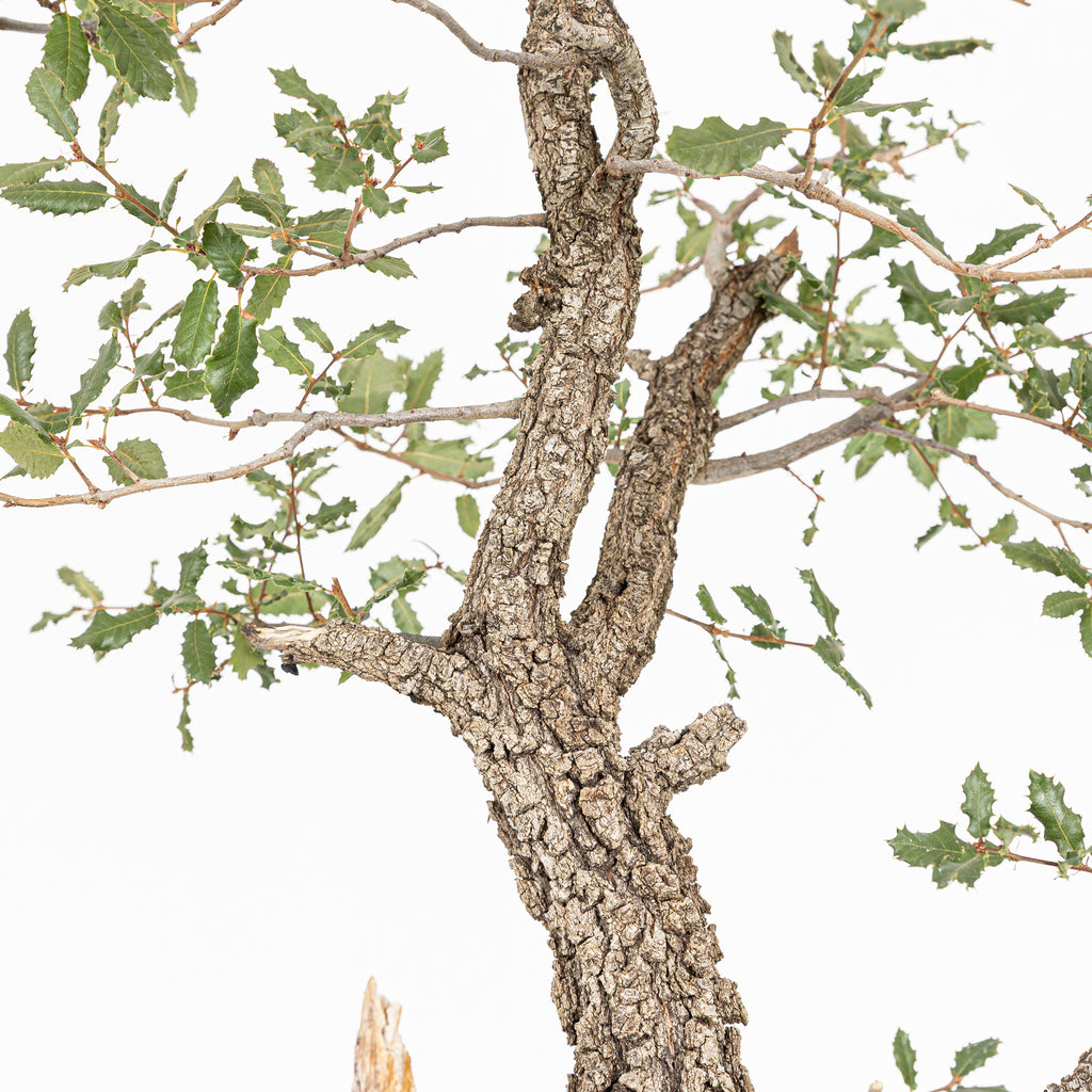 Bonsai "Kodama" - Quercia farnia (Quercus faginea)