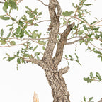 Bonsai "Kodama" - Quercia farnia (Quercus faginea)