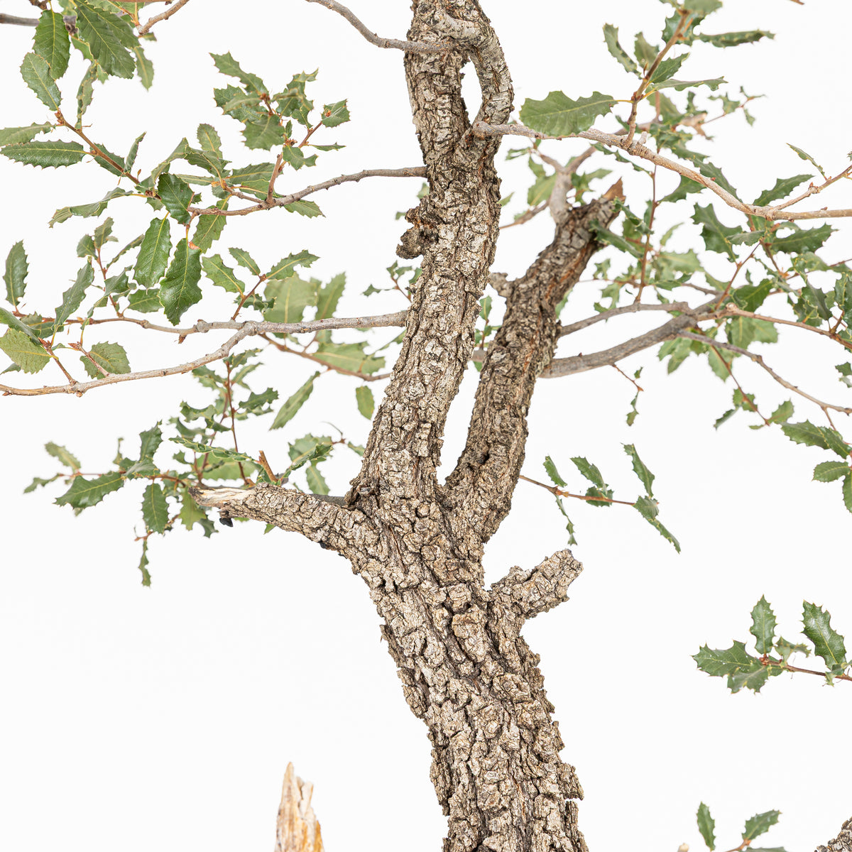 Bonsai "Kodama" - Quercia farnia (Quercus faginea)