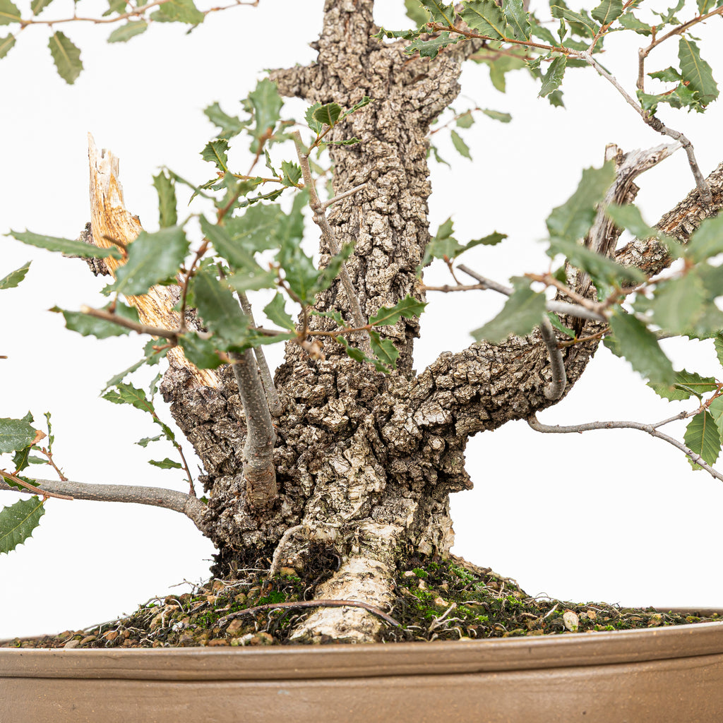 Bonsai "Kodama" - Quercia farnia (Quercus faginea)