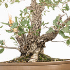 Bonsai "Kodama" - Quercia farnia (Quercus faginea)
