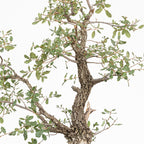 Bonsai "Kodama" - Quercia farnia (Quercus faginea)