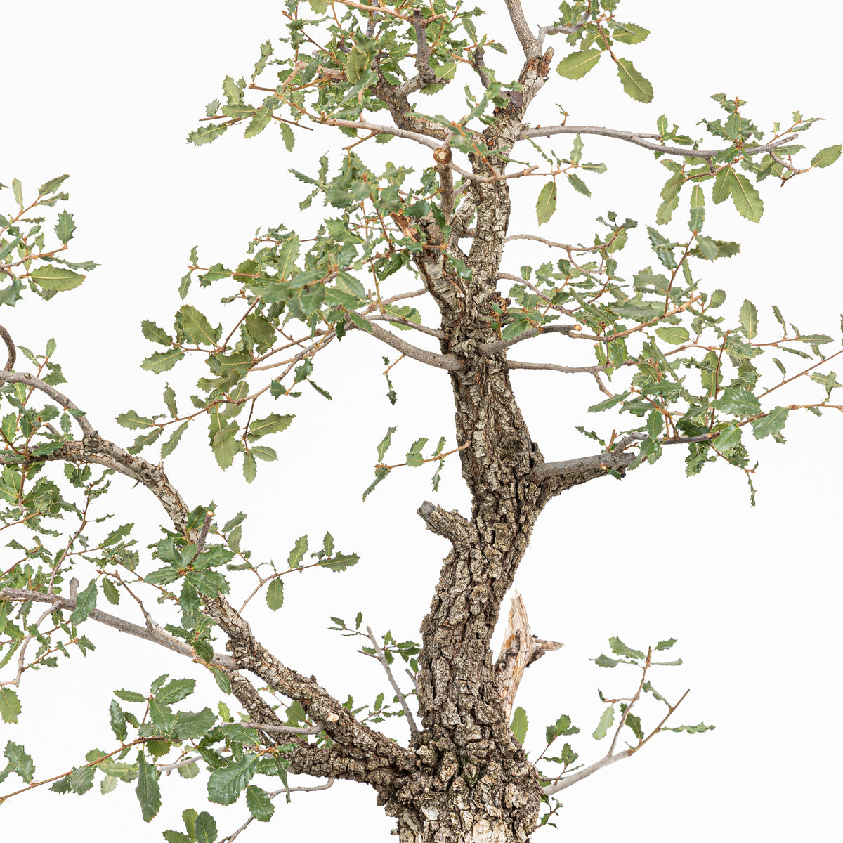 Bonsai "Kodama" - Quercia farnia (Quercus faginea)