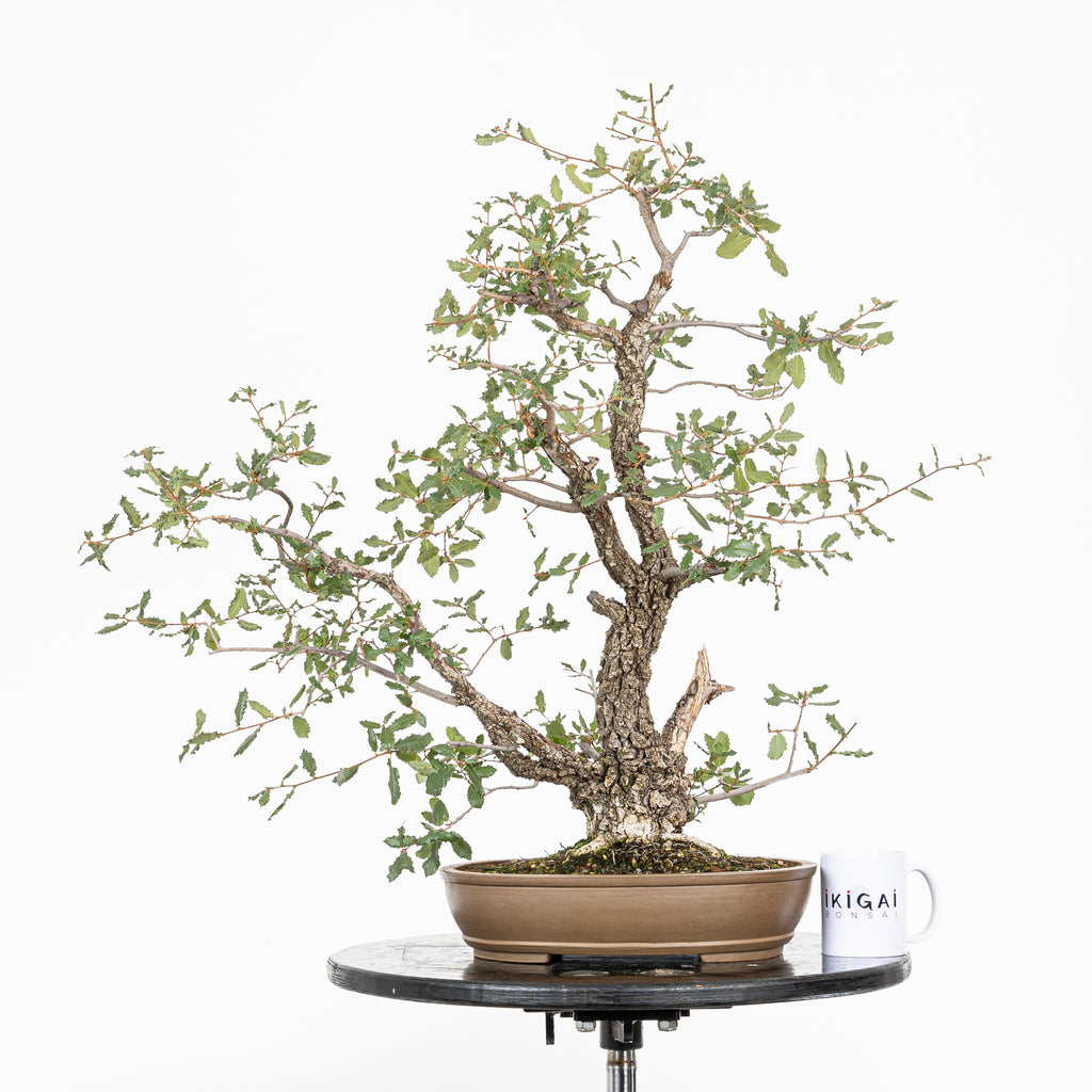 Bonsai "Kodama" - Quercia farnia (Quercus faginea)