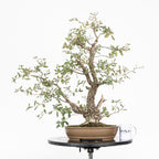 Bonsai "Kodama" - Quercia farnia (Quercus faginea)