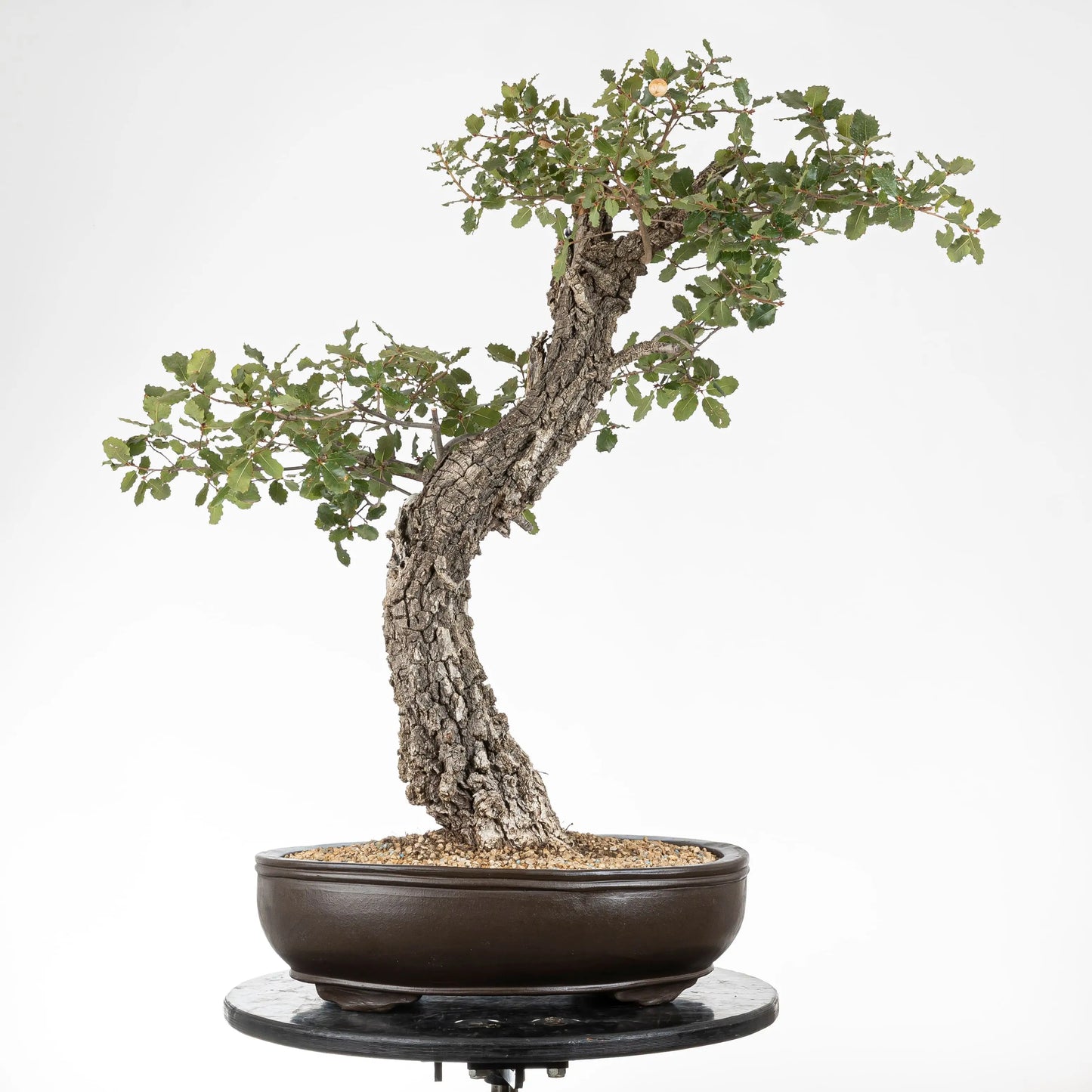 Frente de bonsái yamadori de roble en maceta ovalada de bonsái