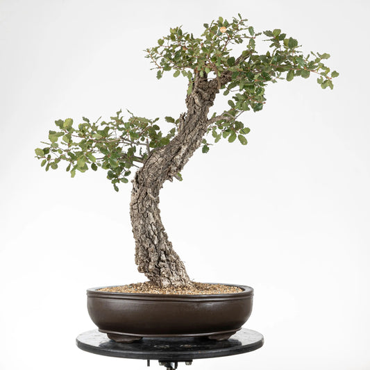 Frente de bonsái yamadori de roble en maceta ovalada de bonsái