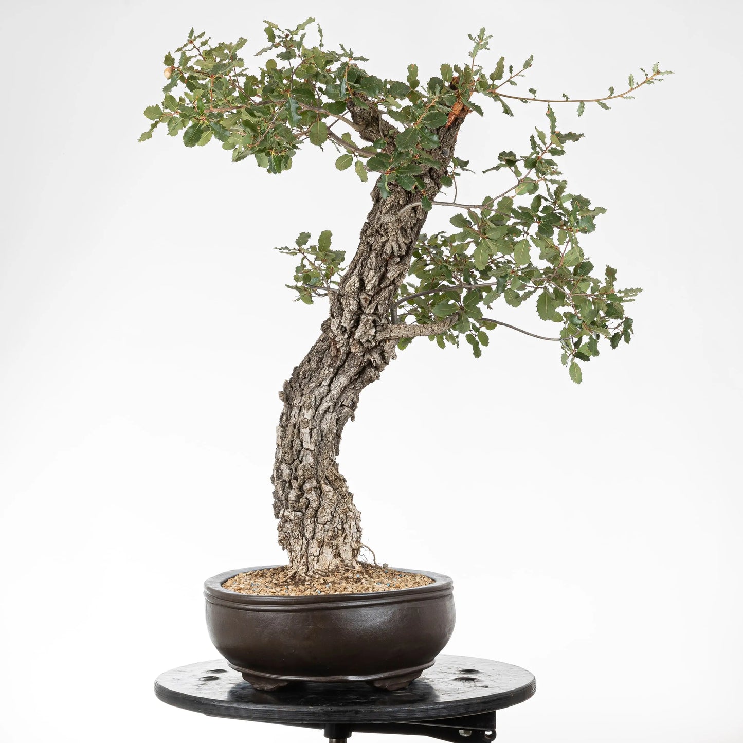 Cara izquierda de bonsai de quejigo con mucha corteza y maceta ovalada